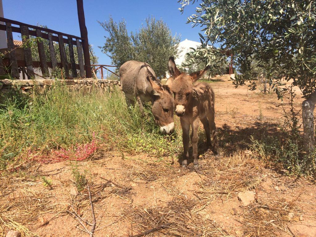 Agriturismo Mieleamaro Villa Olbia Eksteriør billede