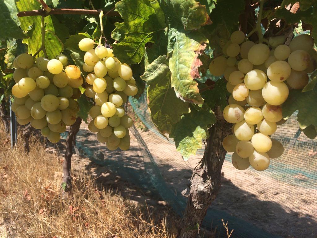 Agriturismo Mieleamaro Villa Olbia Eksteriør billede
