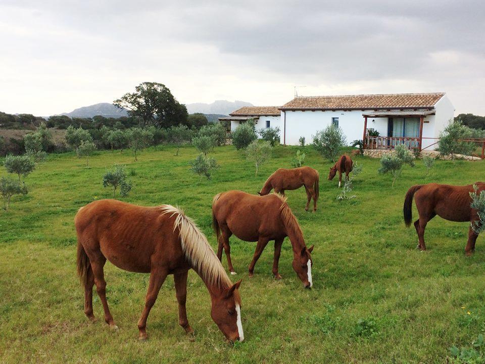 Agriturismo Mieleamaro Villa Olbia Eksteriør billede